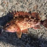 1月11日の釣果 ~天草の三角・樋島・龍ヶ岳・本渡方面のLSG釣果