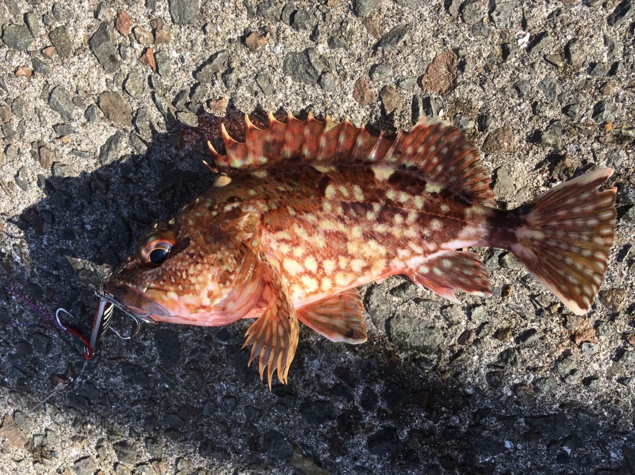 1月11日の釣果　～天草の三角・樋島・龍ヶ岳・本渡方面のLSG釣果