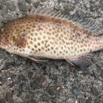 1月25日の釣果 ~樋島・龍ヶ岳方面のLSG釣果