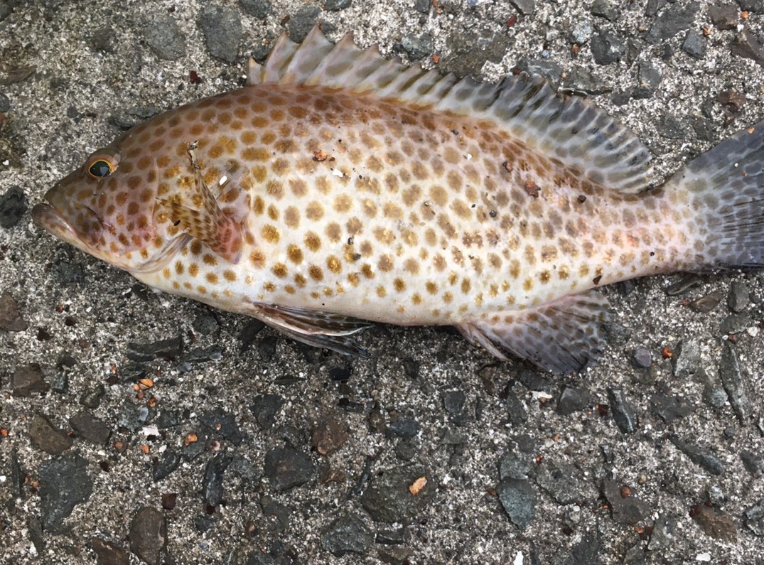 1月25日の釣果　～樋島・龍ヶ岳方面のLSG釣果