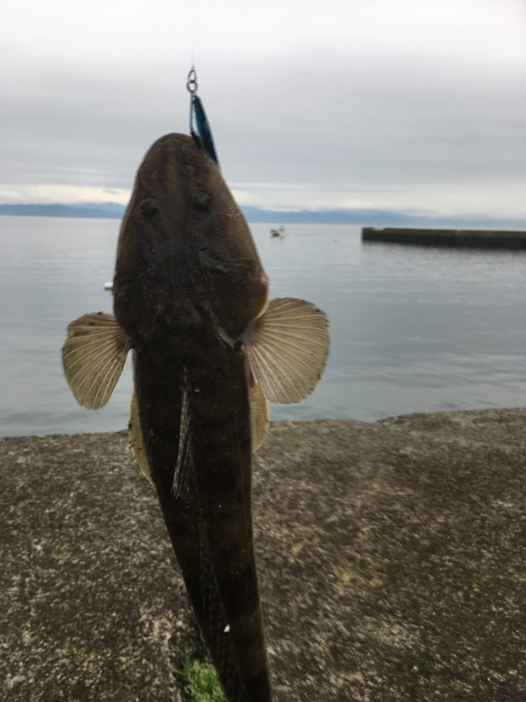 息子が釣ったマゴチ