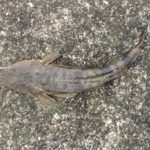 2月15日の釣果 本渡・倉岳・龍ヶ岳方面でのLSJ&サビキ釣果
