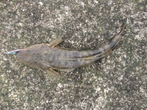 2月15日の釣果　本渡・倉岳・龍ヶ岳方面でのLSJ＆サビキ釣果