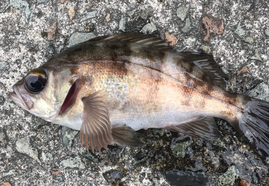 サビキで釣れたメバル