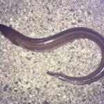 5月19日 龍ヶ岳方面での釣果