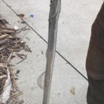 2020年11月22日の龍ヶ岳・倉岳方面のエギング・ジギング釣果